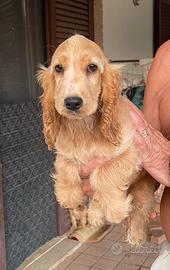 Cocker spaniel femmine