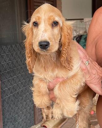 Cocker spaniel femmine