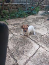 Cucciolo jack russell