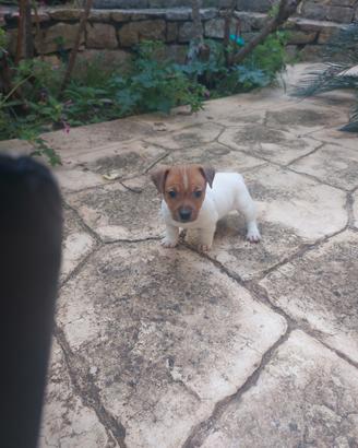 Cucciolo jack russell