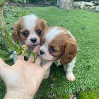 Cuccioli di cavalier King