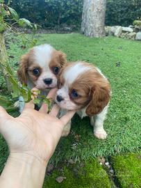 Cuccioli di cavalier King