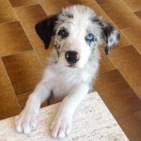 Border collie blue merle leggere bene