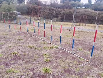Attrezzi agility dog