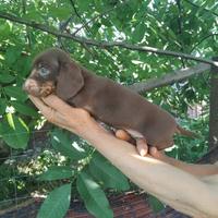 Bassotto cioccolato cuccioli