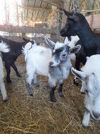 Capretto nano tibetano