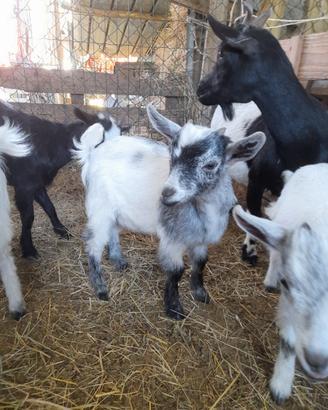 Capretto nano tibetano