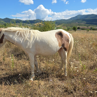 Pony welsh