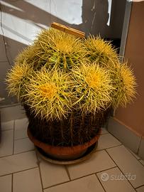 cuscino della suocera