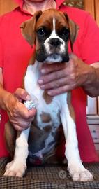 Boxer cuccioli