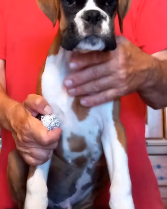 Boxer cuccioli