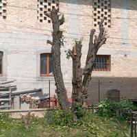 legna da ardere 