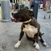 Amstaff femmina