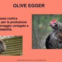 Galline ornamentali olive egger