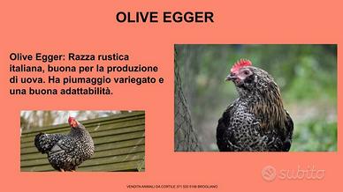 Galline ornamentali olive egger