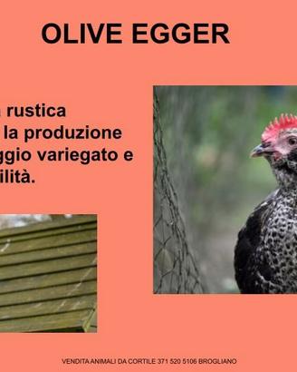 Galline ornamentali olive egger