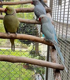 Coppia parrocchetti dal collare ADULTA