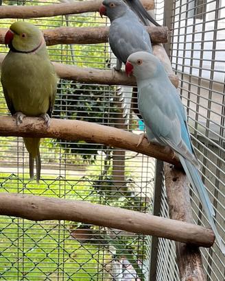 Coppia parrocchetti dal collare ADULTA