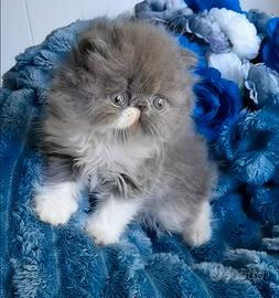 Cuccioli di Gatto Persiano