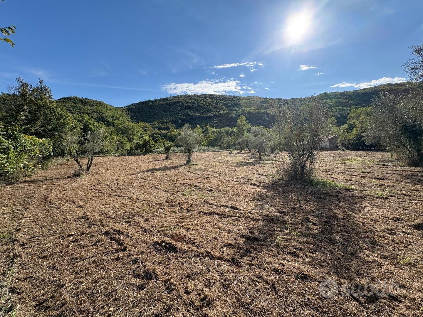 Vendita Terreno Agricolo con Oliveto - Vista 4
