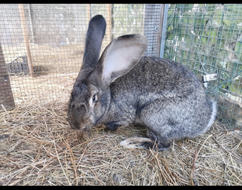 Conigli Giganti di Fiandra ceppo svizzero