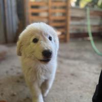 Pastore maremmano abbruzzese