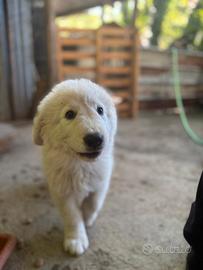 Pastore maremmano abbruzzese