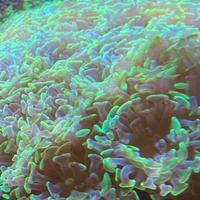 Euphylie coralli LPS acquario marino