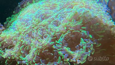 Euphylie coralli LPS acquario marino