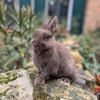 Conigli nani e nani ariete