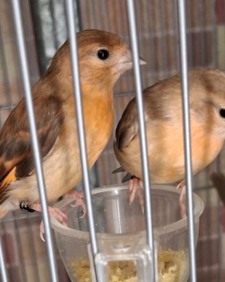 Cardinalini del venezuela