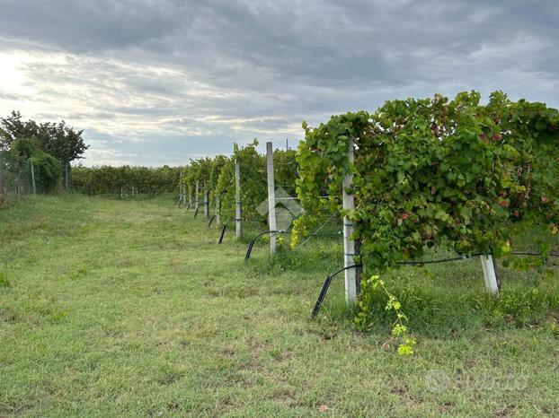 TER. AGRICOLO A CAVRIAGO