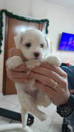 Maltese mini toy