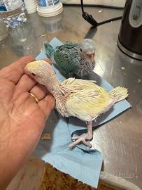 Parrocchetto dal collaere