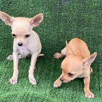 Chiwawa