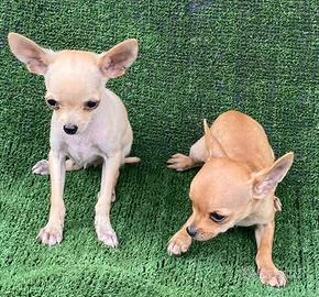 Chiwawa
