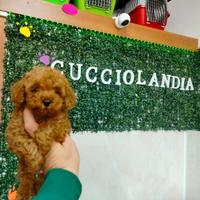 Barboncino mini toy red 2M 3F anche a rate