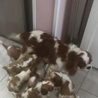 Cavalier King charles spaniel