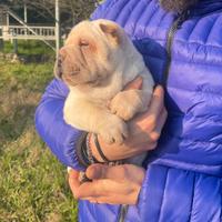 Shar Pei crema con Pedigree