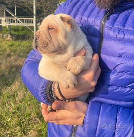 Shar Pei crema con Pedigree