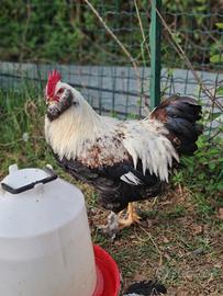 Galli razza francese faverolles