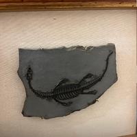 Fossile originale di rettile-