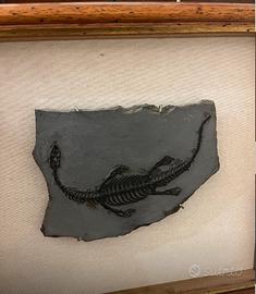 Fossile originale di rettile-