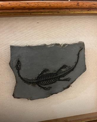 Fossile originale di rettile-
