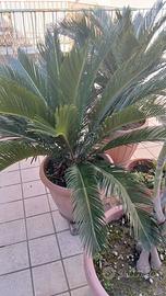Coppia di cycas