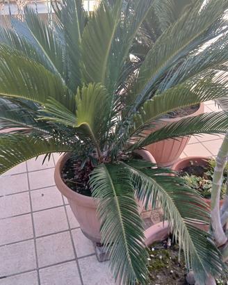 Coppia di cycas