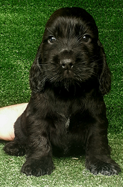 Cocker Spaniel Inglese