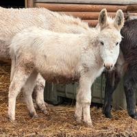 Asinello bianco