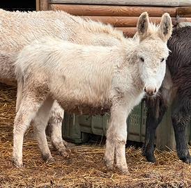 Asinello bianco