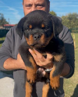 Cuccioli di rottweiler con pedigree taglia grande